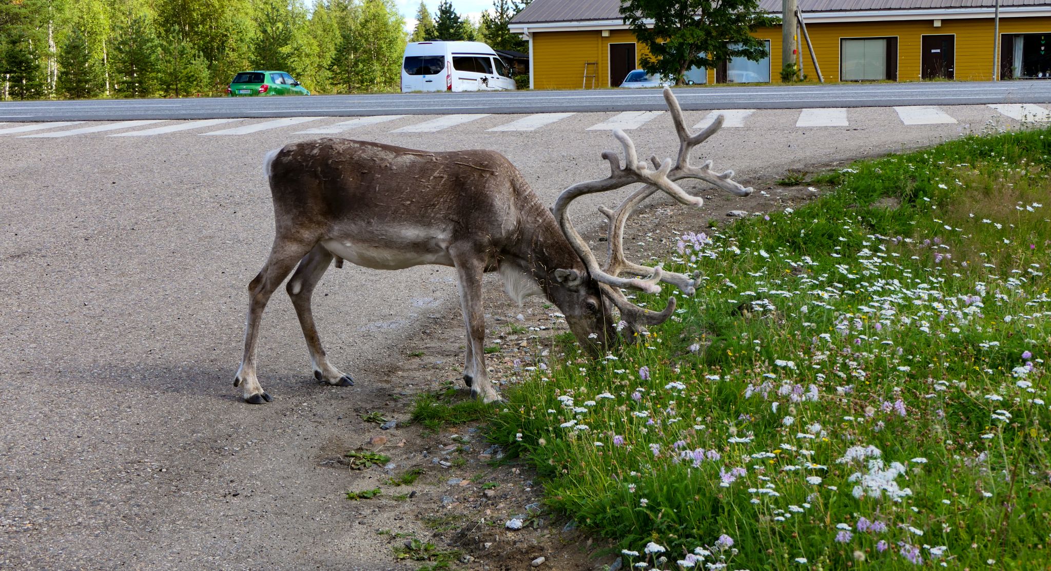 Rentiere in Finnland haben sich an die Menschen gewöhnt - sie stehen überall im Weg rum.